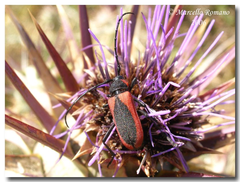 Ritratti (7): Purpuricenus kaehleri (Cerambycidae)